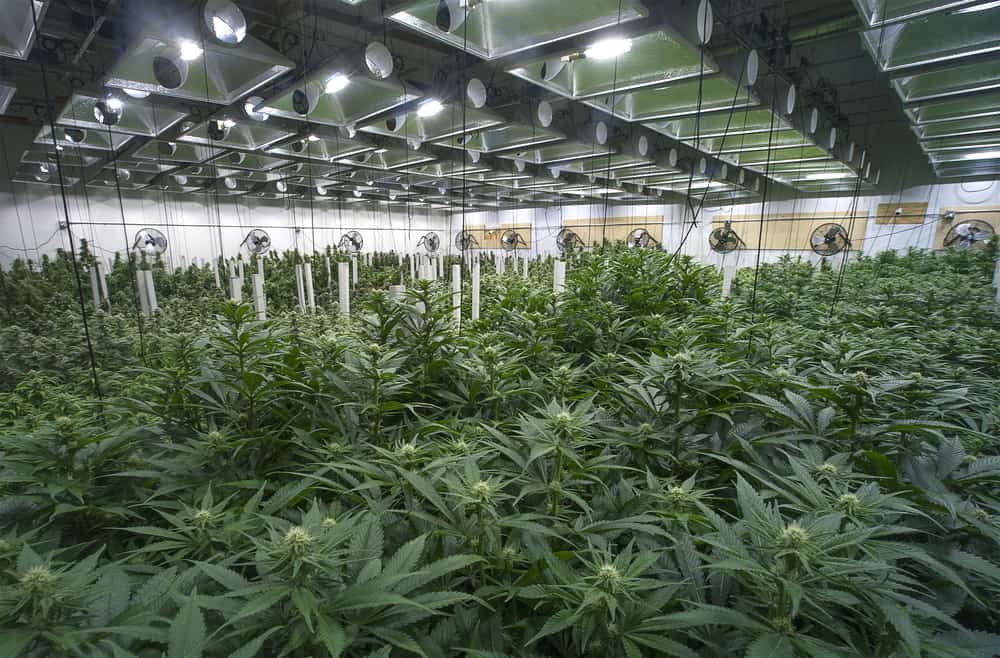 marijuana impacting industrial real estate